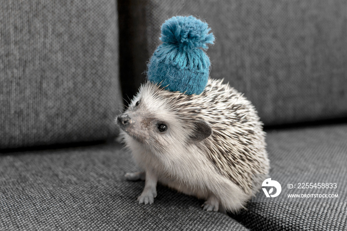 African Pygmy Small and adorable Hedgehog with blue hat