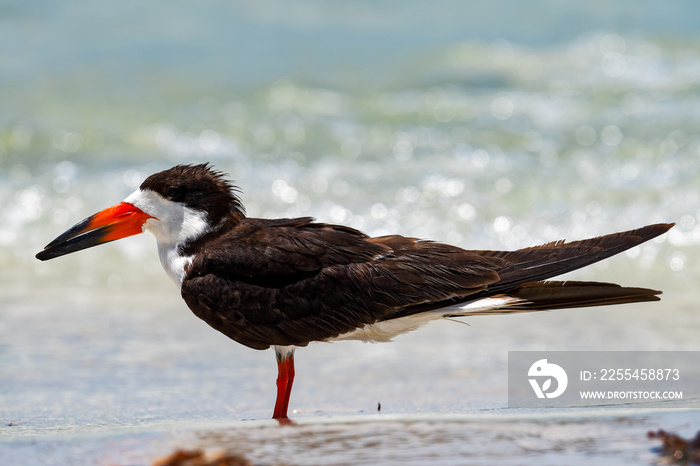 Adult black skimmer resting on the beach