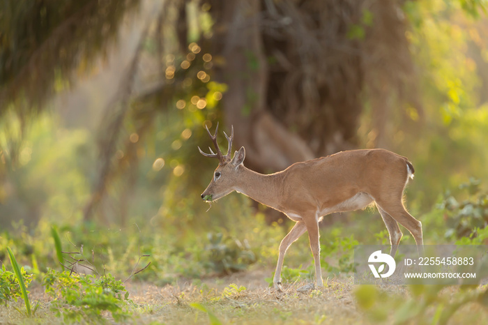 Pampas deer grazing at sunset in forest