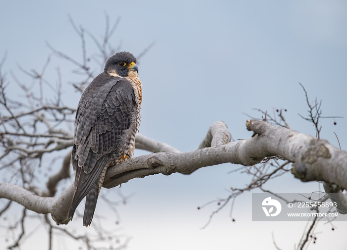 Peregrine Falcon