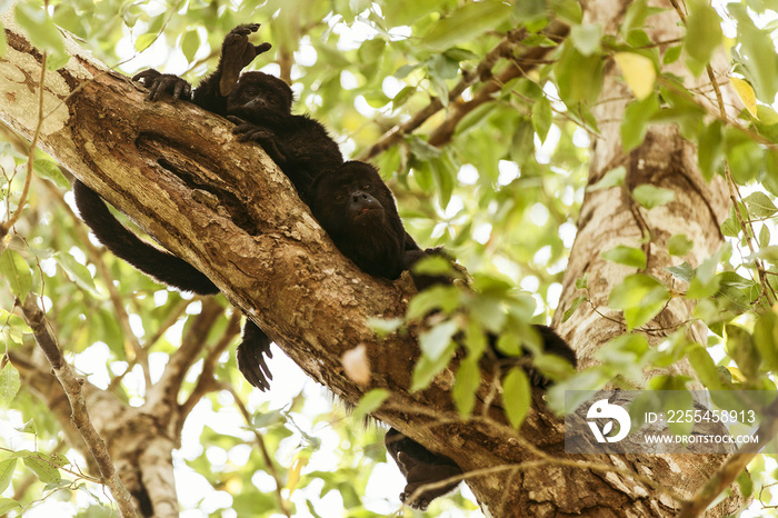 Monkeys in mayan ruins, Calakmul biosphere,  Mexico