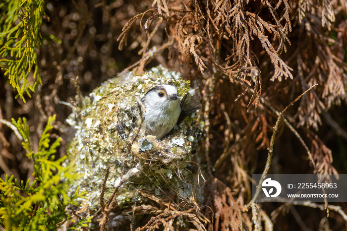 The long-tailed tit in the nest