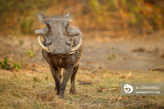 Great african warthog. Huge wild boar male in front of the camera. Wildlife scene with dangerous animal. Great tusker in the nature habitat. Phacochoerus africanus.