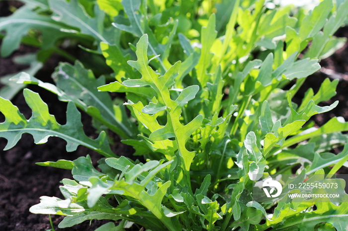 Arugula plant growing in organic vegetable garden.