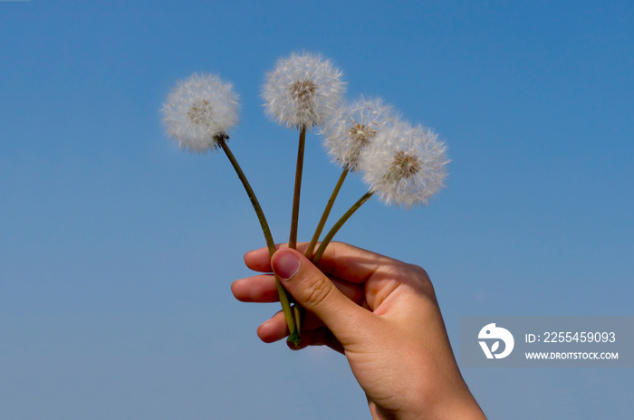 Dandelion seedball