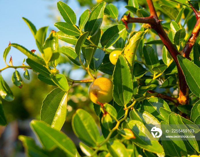 Simmondsia chinensis jojoba immature pilaf on a tree on a Sunny day in Greece