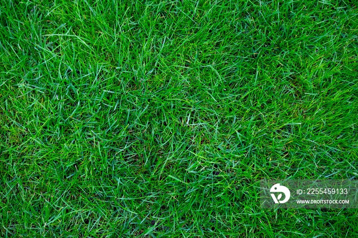 Background for banner with green grass. The texture of the grass. View from above. Spring and summer background for a banner with grass