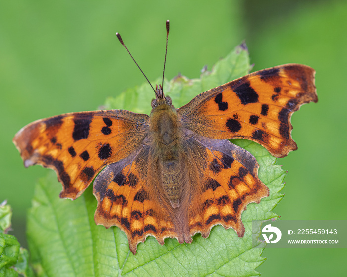 Comma butterfly on a leaf