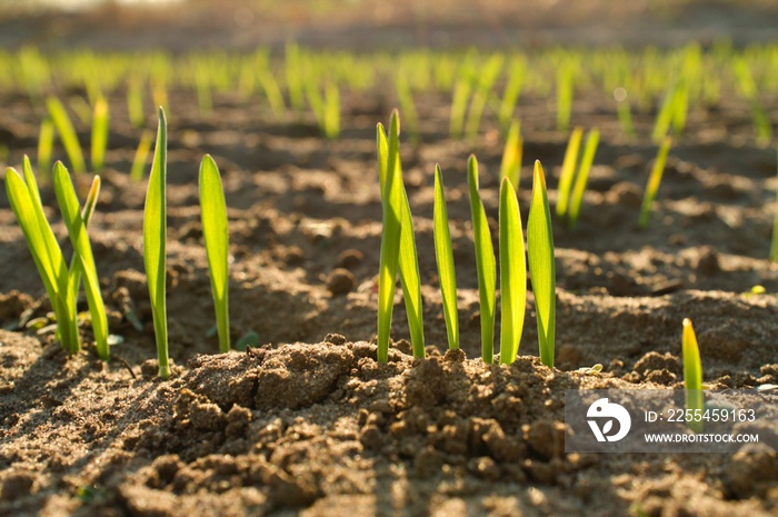 wheat grass growing in the soil macro close up