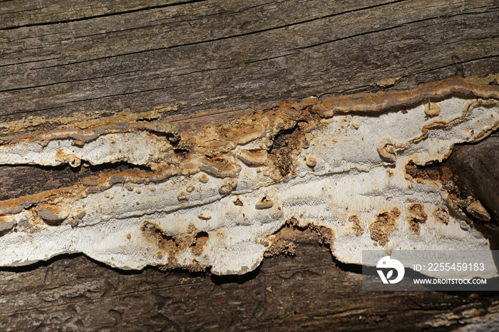 Antrodia serialis, known as serried crust, wild fungus from Finland