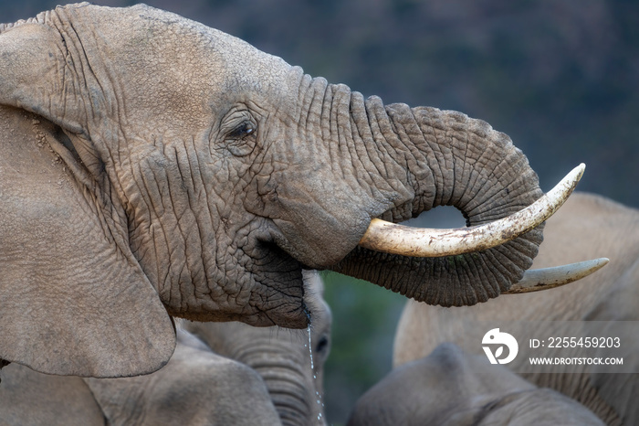 African bush elephant (Loxodonta africana) drinking. Karoo, Western Cape. South Africa