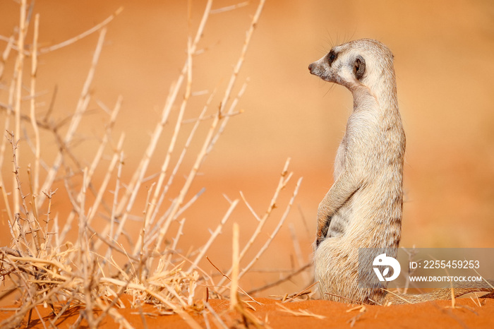 A meerkat sits on the sand in the Kalahari Desert, Namibia.