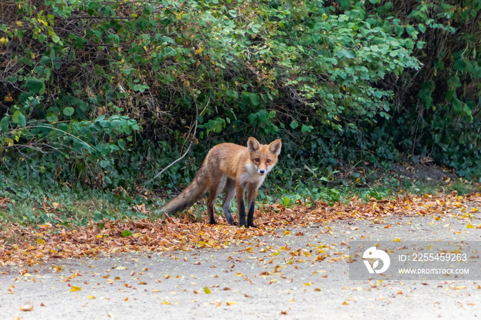 Fuchs in der Stadt