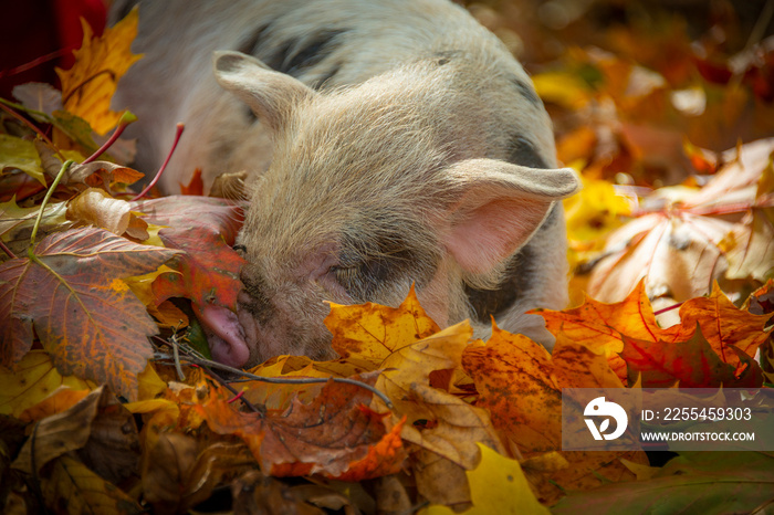 happy little piglet (kune kune) in the garden