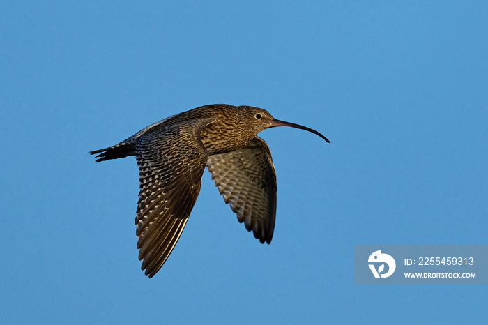 Eurasian curlew (Numenius arquata)