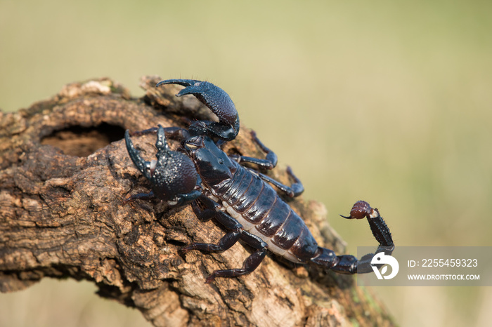 Emperor scorpion is a species of scorpion native to rainforests and savannas in West Africa. It is one of the largest scorpions in the world and lives for 2-3 years.