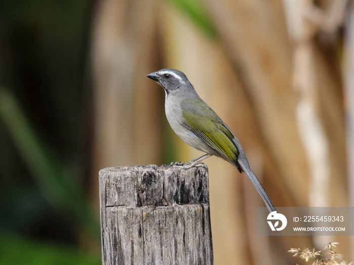 Green-winged Saltator- Saltator similis – Trinca-ferro