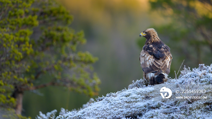 Golden eagle (Aquila chrysaetos) with prey on frosty ground in Trøndelag, Norway