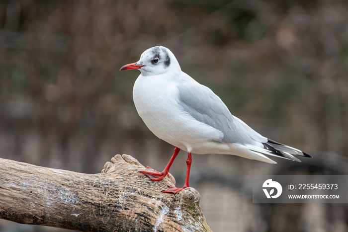 Black-headed gull (Chroicocephalus ridibundus) in flight.  Nature and wild bird image.