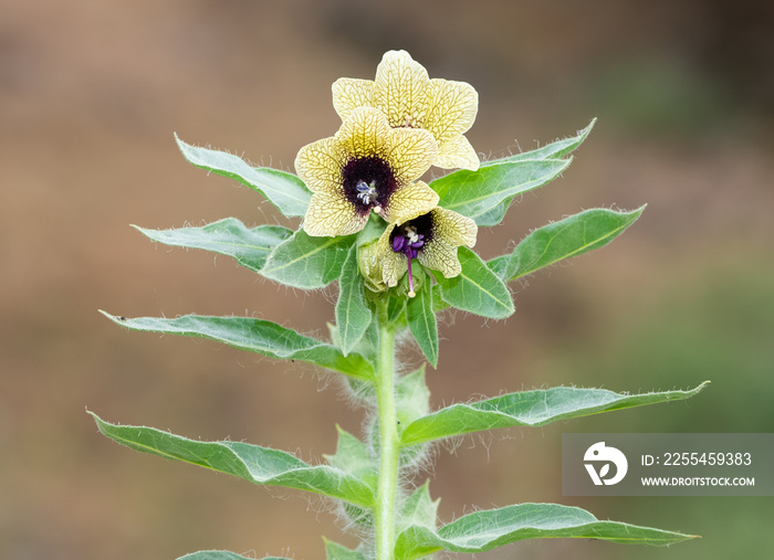 photos of various wild flowers.