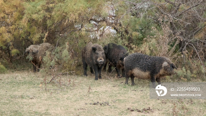 Wild boar (Sus scrofa) is heading the herd of Feral pigs (boar-pig hybrid) in an autumn meadow next to the delta Danube river