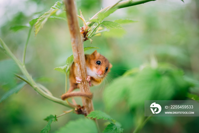 Little hazel dormouse climb the twigs in nature. Muscardinus avellanarius. Endangered animal.