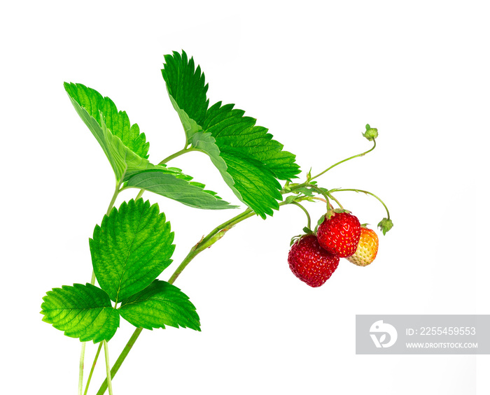 Strawberry plant with leaves and berrys, isolated on white background.