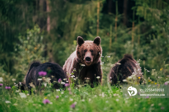 Carpathian brown bear in the wilderness