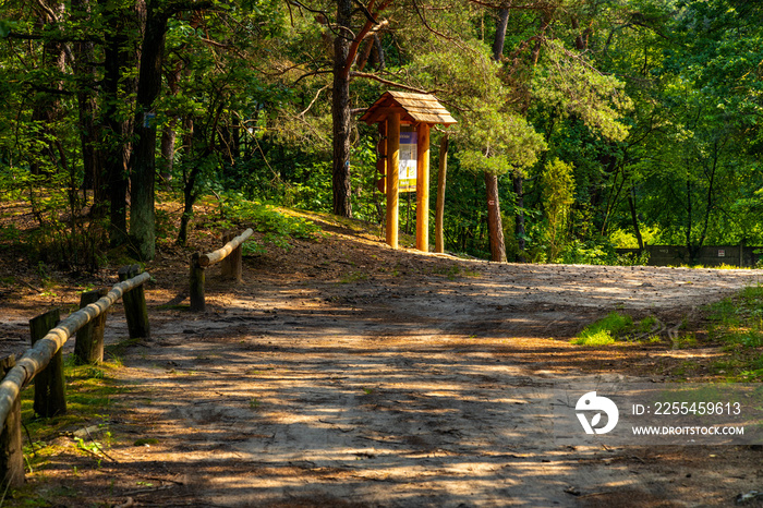 Summer landscape of mixed European forest thicket with touristic track in Puszcza Kampinoska Forest in Izabelin town near Warsaw in central Poland