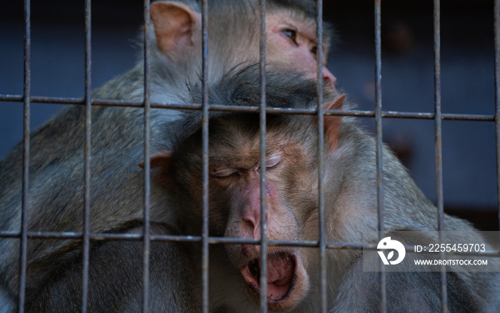 A Bonnet Macaque spending time with its parent and child in a zoo cage during the daytime