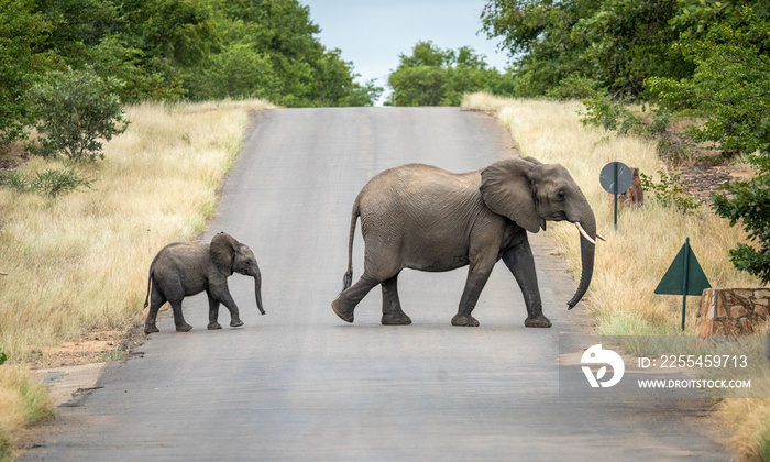 Elephant herd seen from the Letaba Bridge in the Kruger National Park, South Africa