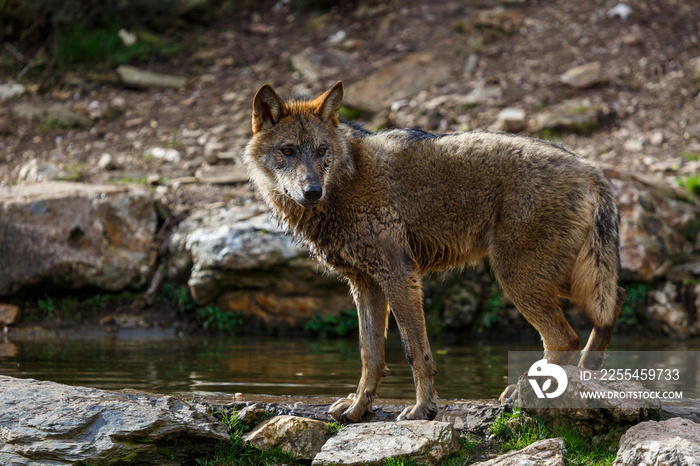 Lobo ibérico al borde de una charca. Canis lupus signatus. Sanabria, Zamora, España.