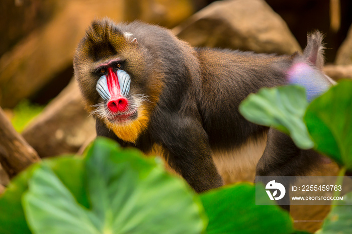 Rainbow Face Monkey Mandrill. mandrill baboon portrait with amazing colorful face