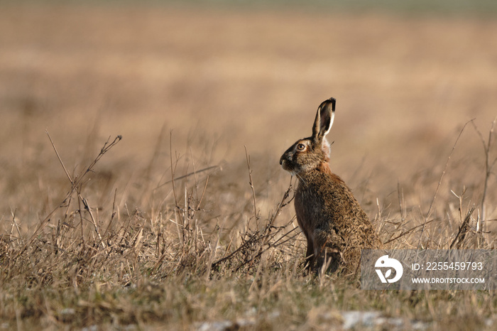 European hare on the field