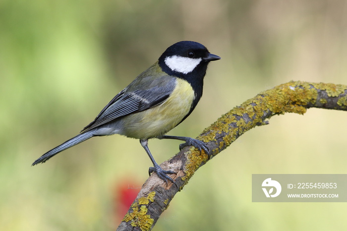 Parus major or Eurasian Great Tit  bird perhced on branch on a beatufil spring  background