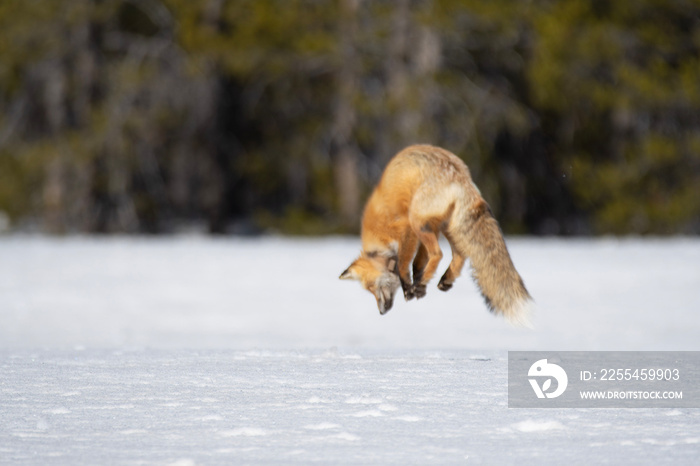 red fox jumping