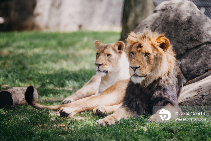 lions in the Indianapolis zoo