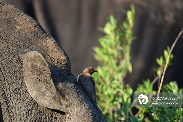 Red-billed oxpecker / Rotschnabel-Madenhacker (Buphagus erythrorhynchus) auf einem Nashorn