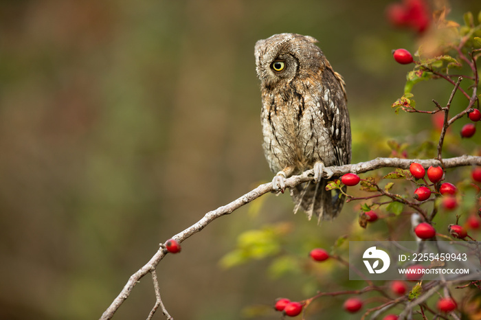 Eurasian scops owl (Otus scops) - Small scops owl on a branch in autumnal forest