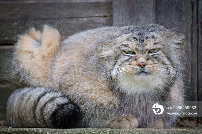 pallas’s cat