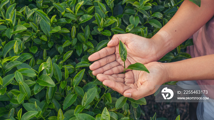 Woman hand plucking green tea tree picking bud young tender camellia sinensis leaves organic farm. Hand holding harvest plucking black green tea herbal agriculture. Woman work Black Tea farm harvest