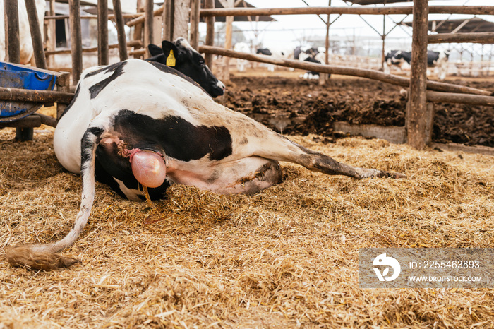 Cow giving birth in a stable