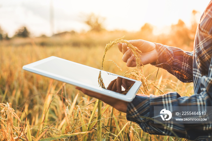 Smart farming Agricultural technology and organic agriculture Woman using the research tablet and studying the development of rice varieties in rice field