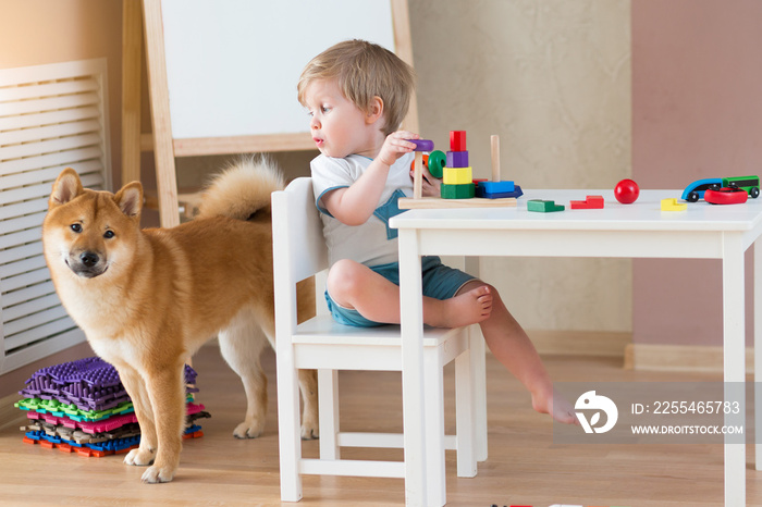 Little child boy and red shiba inu puppy having fun indoor. Dog friend kid concept