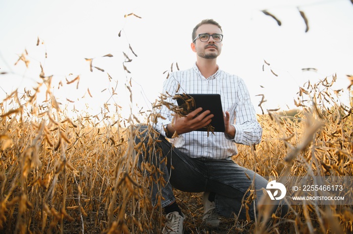 Portrait of farmer standing in soybean field examining crop at sunset.