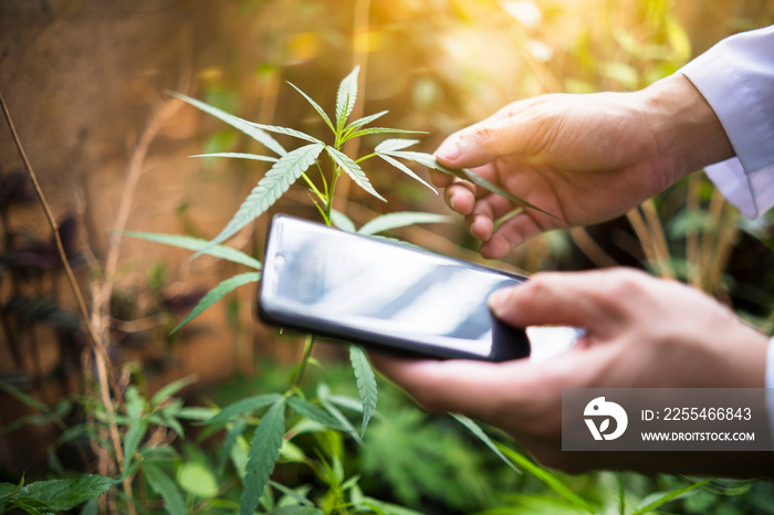 Medical healthcare scientist examining cannabis plant leaf using mobile phone technology researching mediational usage herbal benefits for biological mental therapeutic disease, man wearing lab suit