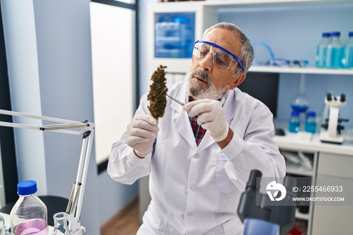 Senior grey-haired man scientist holding cannabis herb with tweezers at laboratory