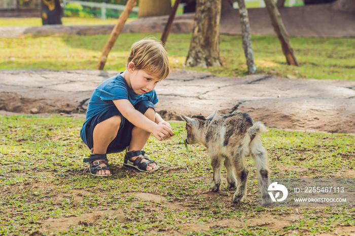 Small cute boy is feeding a small newborn goat