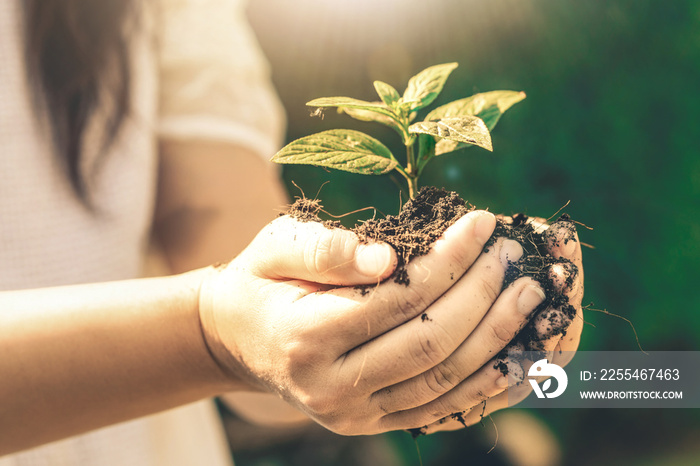 Young plant tree sprout in woman hand. Concept of farming and environment protecting.