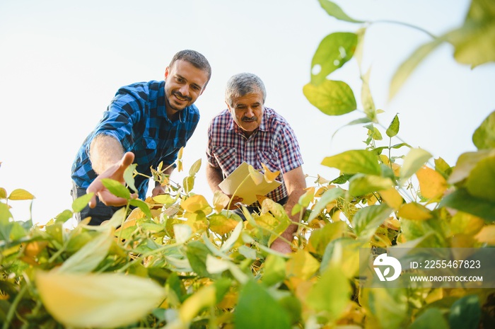 farmers working on the plantation, holding a small seedling of soybeans.